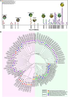 Identification of Chilling Accumulation-Associated Genes for Litchi Flowering by Transcriptome-Based Genome-Wide Association Studies
